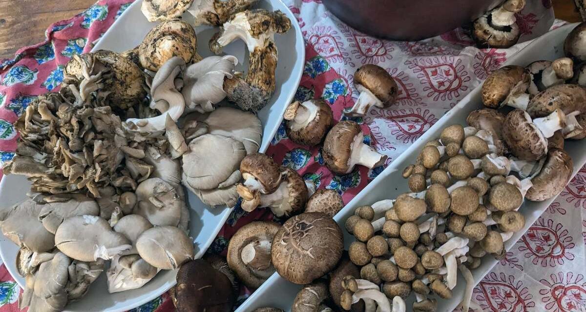 Mushroom Garum Noma: Fermentasi Jamur Untuk Rasa Umami
