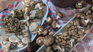 Mushroom Garum Noma: Fermentasi Jamur Untuk Rasa Umami