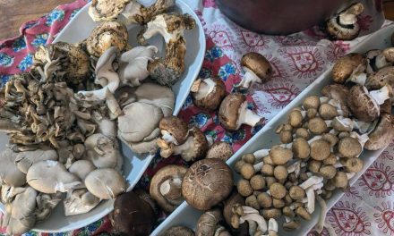 Mushroom Garum Noma: Fermentasi Jamur Untuk Rasa Umami