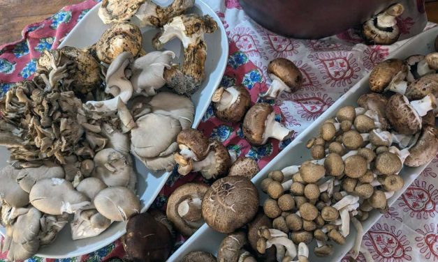 Mushroom Garum Noma: Fermentasi Jamur Untuk Rasa Umami