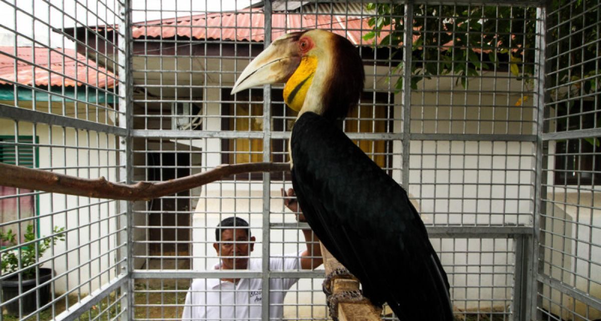 Burung Rangkong Langka Nyasar Ke Perumahan Bandung