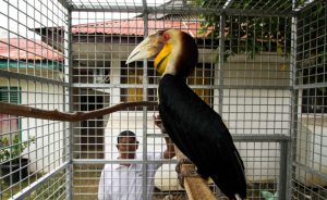 Burung Rangkong Langka Nyasar Ke Perumahan Bandung