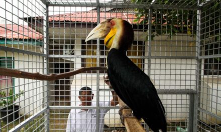 Burung Rangkong Langka Nyasar Ke Perumahan Bandung