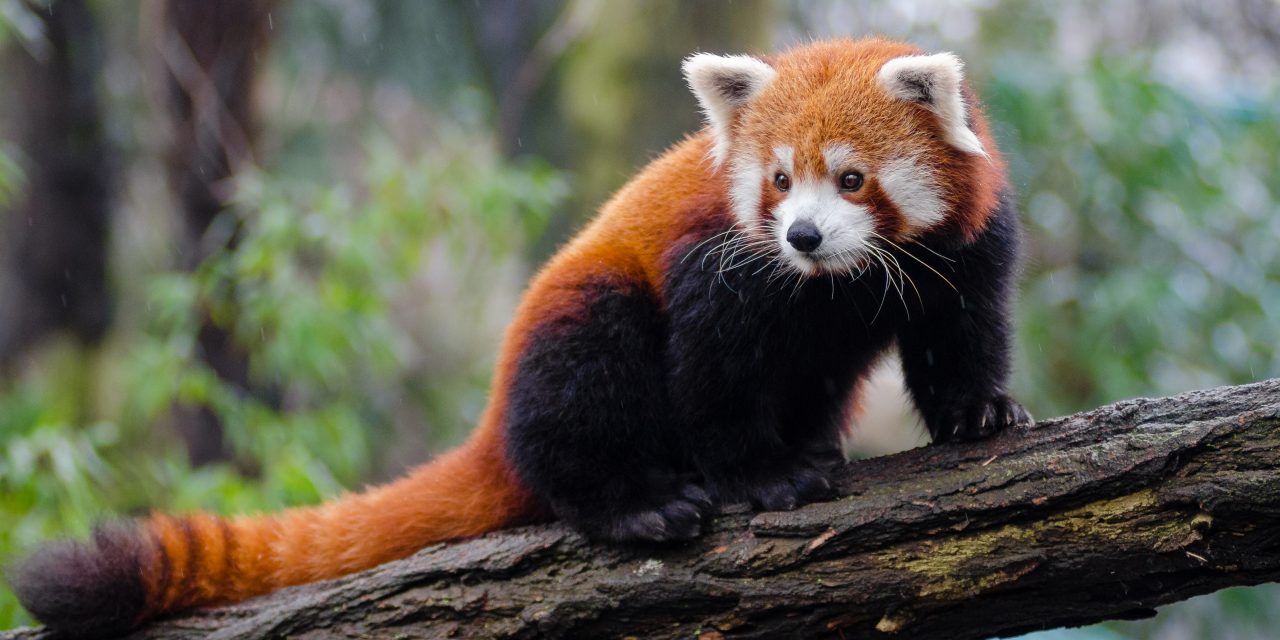 Pemetaan Genom Panda Merah Ungkap Evolusi ‘Jempol Palsu’