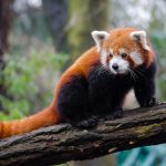 Pemetaan Genom Panda Merah Ungkap Evolusi ‘Jempol Palsu’