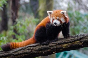 Pemetaan Genom Panda Merah Ungkap Evolusi 'Jempol Palsu'