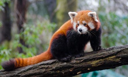 Pemetaan Genom Panda Merah Ungkap Evolusi ‘Jempol Palsu’